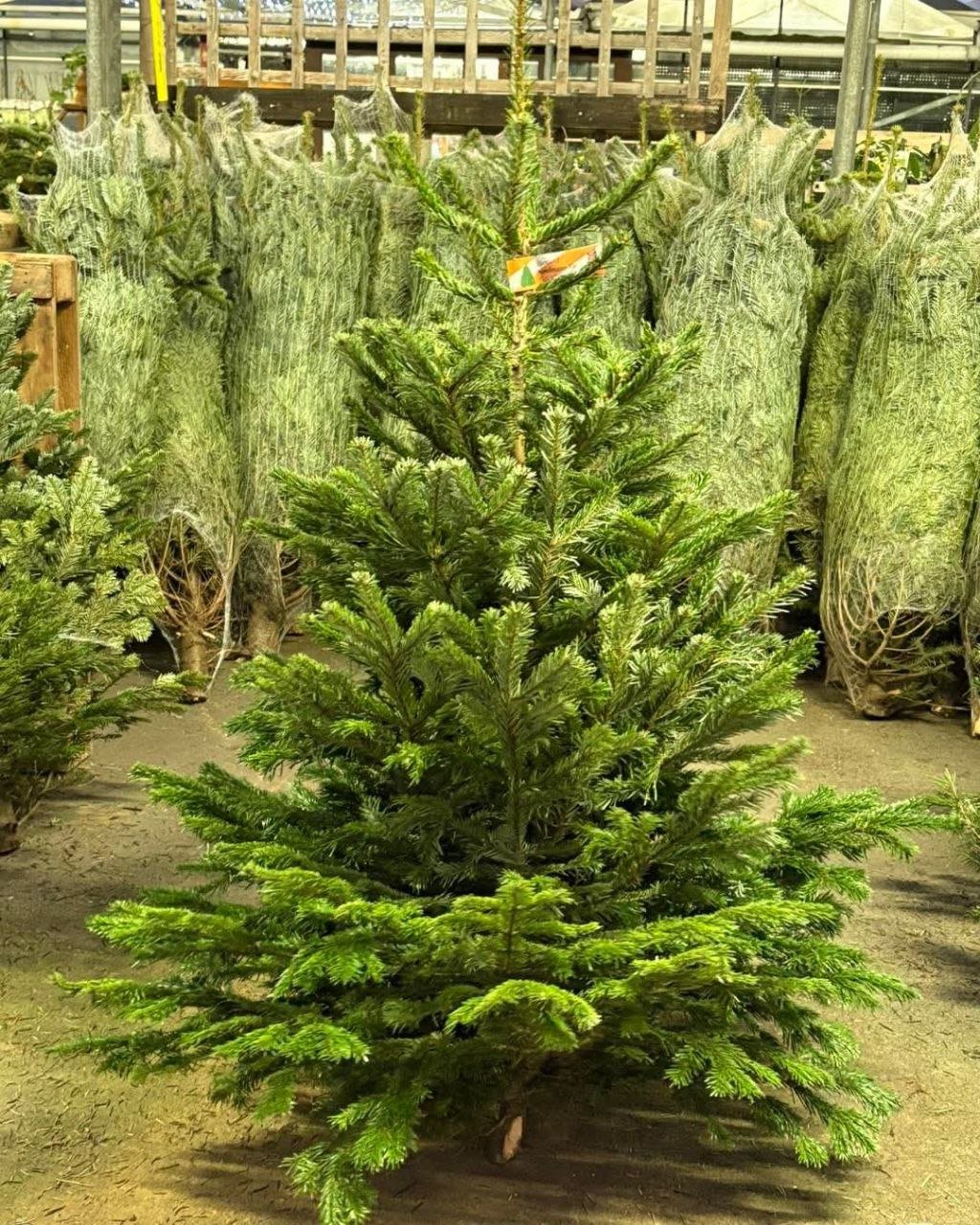 Wholesale Christmas Trees Pallet — 50 Artificial Trees for Resale Wholesale Christmas Trees Pallet — 50 Artificial Trees for Resale
